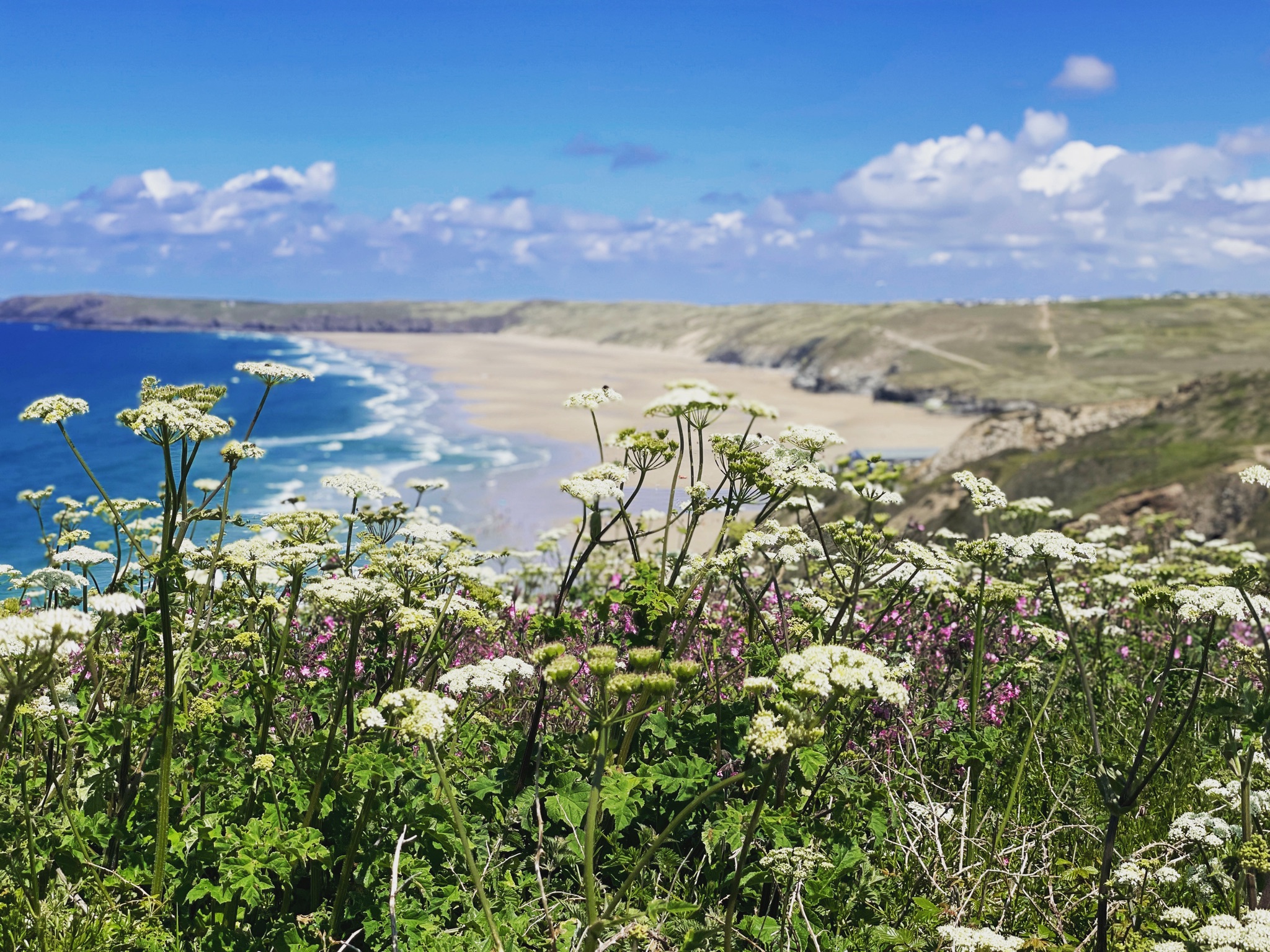 Wildflowers in the foreground with a sandy beach and ocean in the background under a blue sky with clouds. St Georges Perranporth