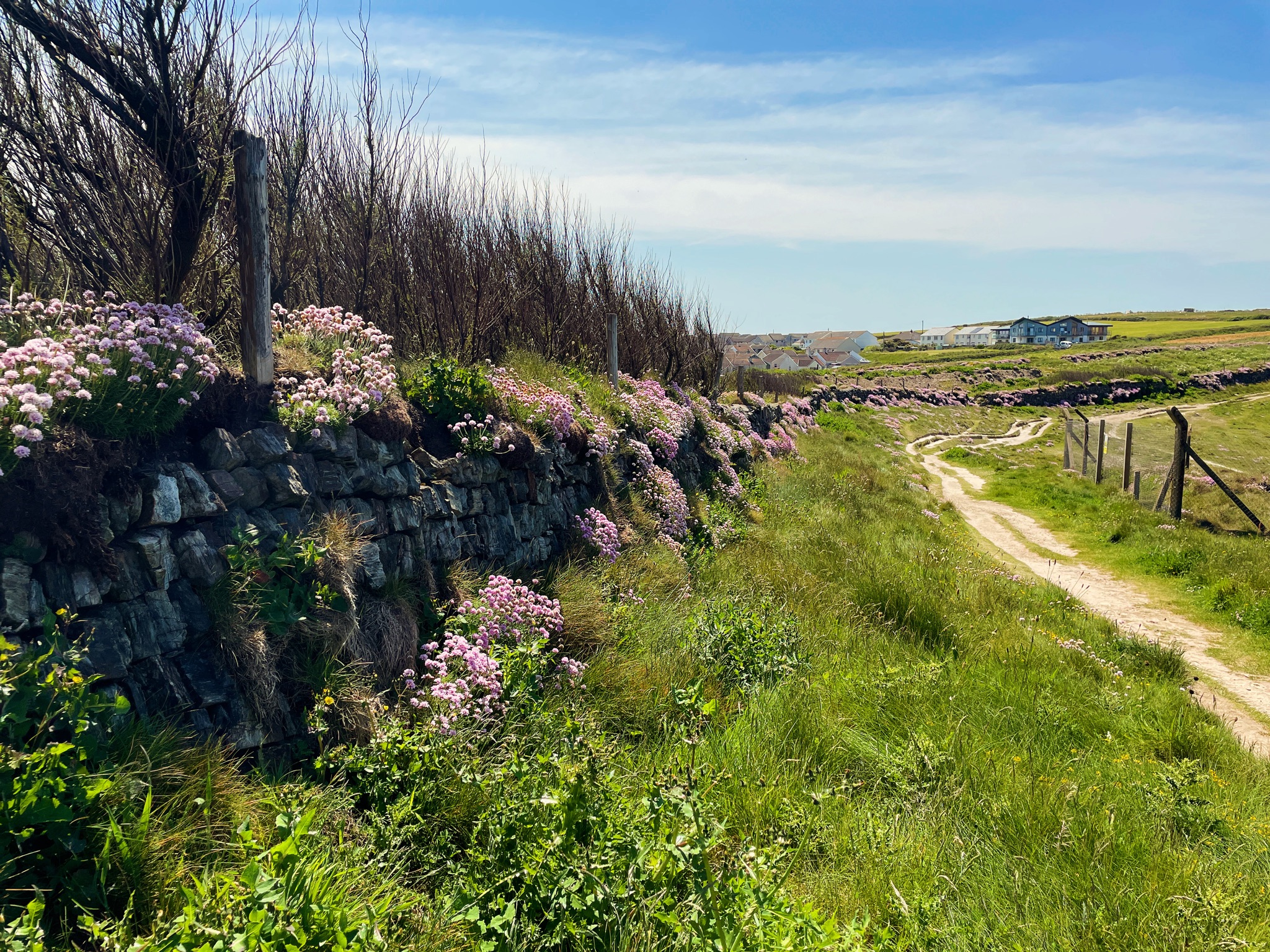 A country path flanked by a stone wall and wildflowers leads through a grassy field under a clear blue sky. St Georges Perranporth